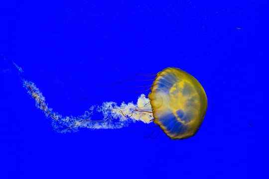 海荨麻 梦幻水母 高清大图