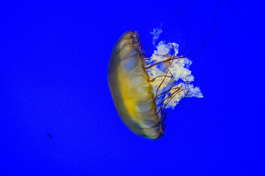 海荨麻 梦幻水母 高清大图