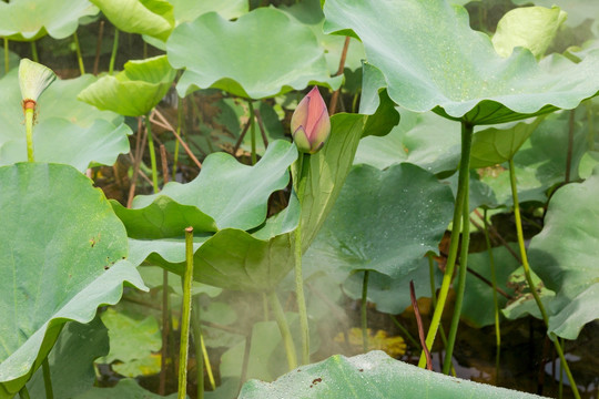 绿叶中的花苞 高清大图