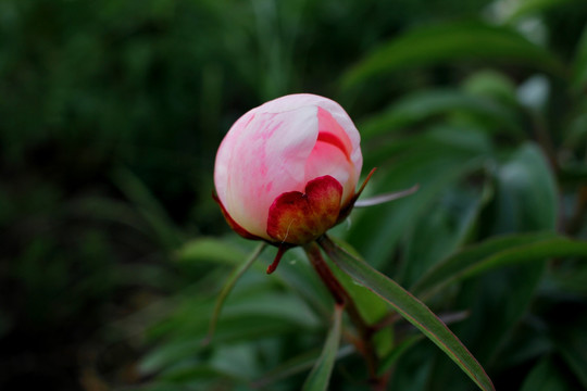 大芍藥 芍藥花 藥材 白芍藥