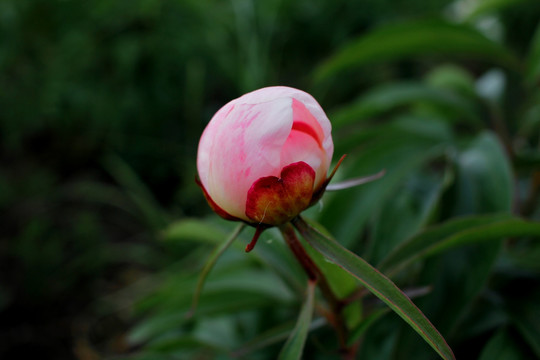 大芍药 芍药花 药材 白芍药