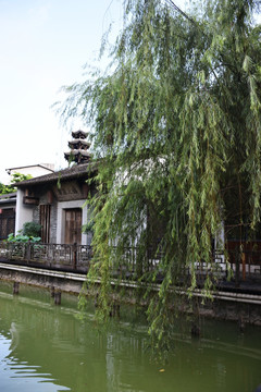 垂柳 柳树 湖水湖边 植物绿