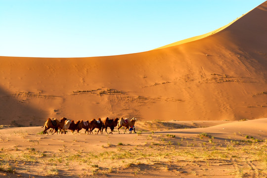 超高清沙漠骆驼队