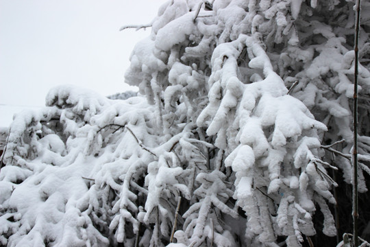 唯美雪景