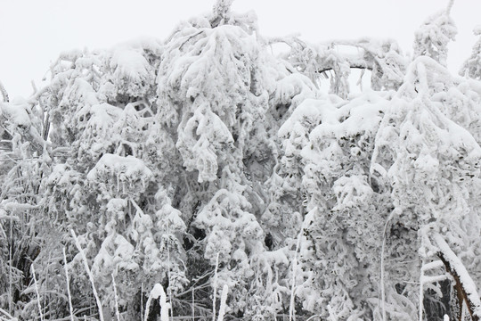 唯美雪景