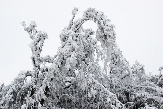 唯美雪景