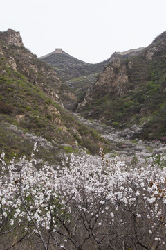 长城 山间野花