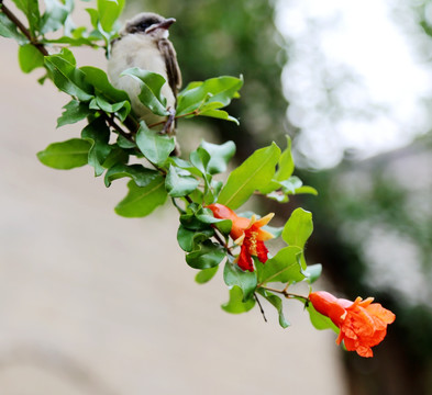 红石榴花枝上的小鸟