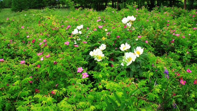 夏季野花树丛