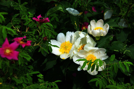 野生芍药花和刺梅果花