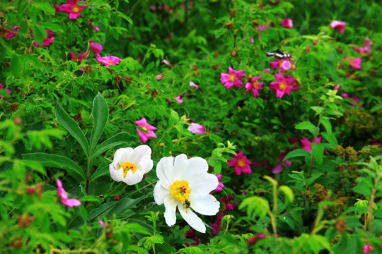 野生刺梅果花芍药花