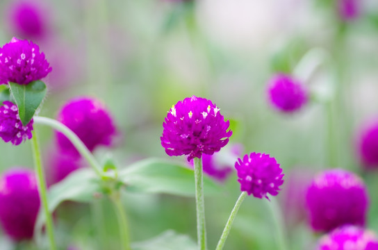 绿化带花圃紫色小花植物 （3）