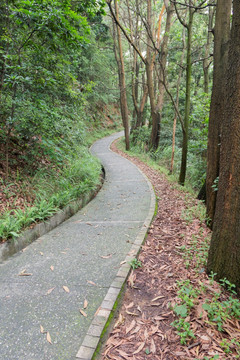 登山小径户外漫步绿道山中小路