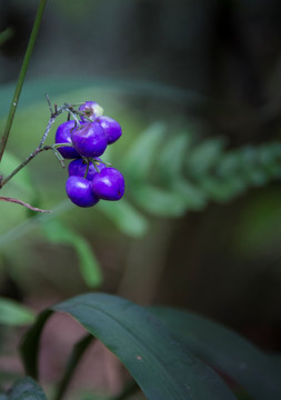 紫色的兰花果子