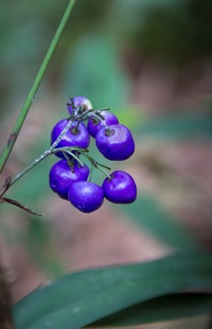 紫色的兰花果子