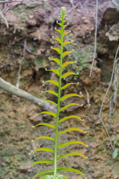 蕨类植物叶子