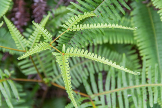 蕨类植物