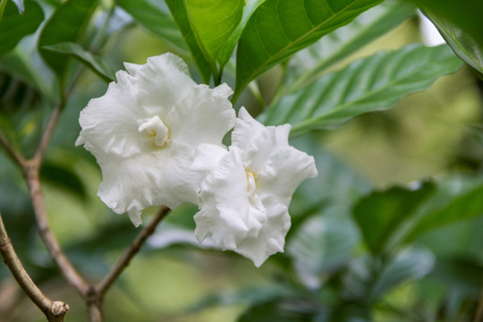 狗牙花 狮子花 豆腐花