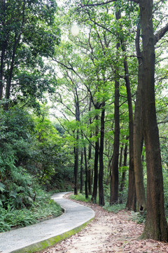 登山小径户外漫步绿道山中小路