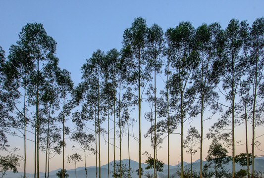 桉树背景