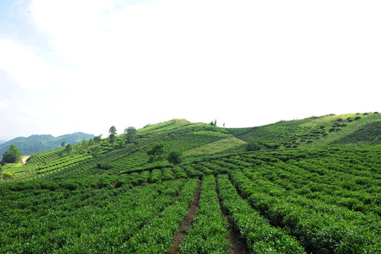 美丽农村风景风光