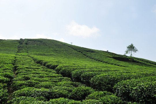 美丽农村风景风光