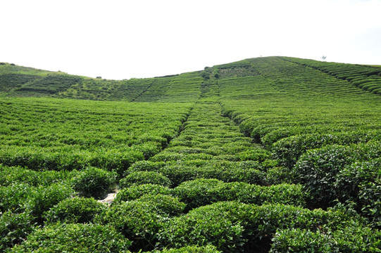 茶园茶叶农业