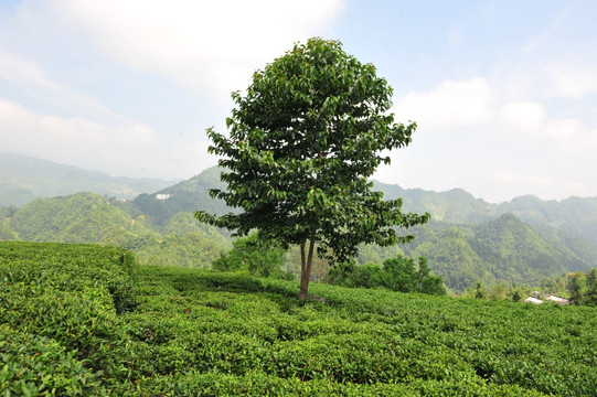 茶园茶叶风景