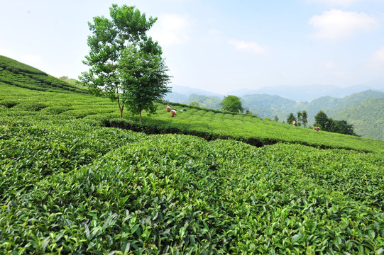 茶园茶叶风景