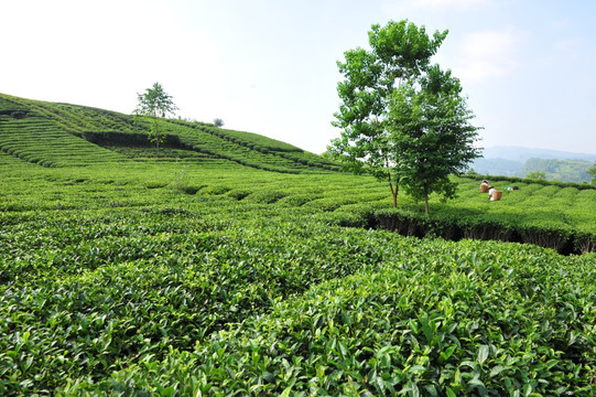 茶园茶叶风景