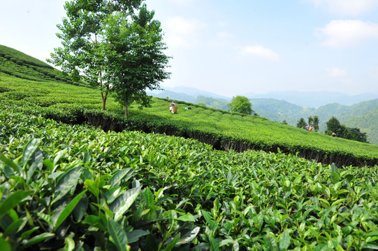 茶园茶叶风景