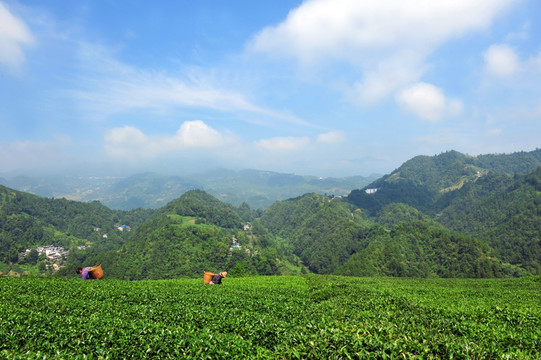 茶园茶叶农业