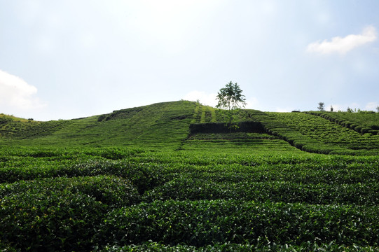 茶叶农业