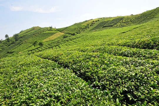 农民的茶叶茶园