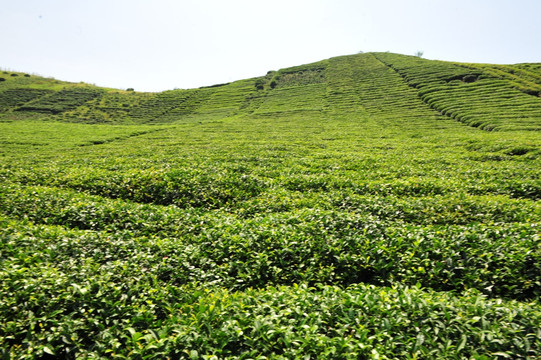 农民的茶叶茶园