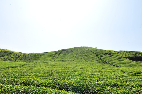 农民的茶叶茶园