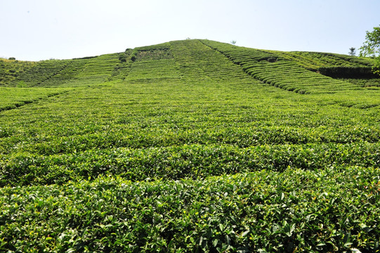 农民的茶叶茶园