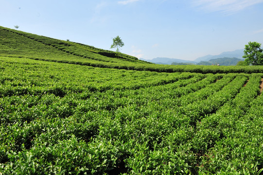 茶园茶叶风景风光