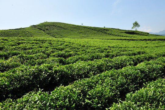 茶园茶叶