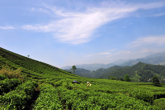 美丽茶园茶叶风景