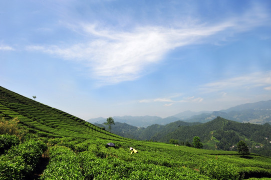 美丽茶园茶叶风景