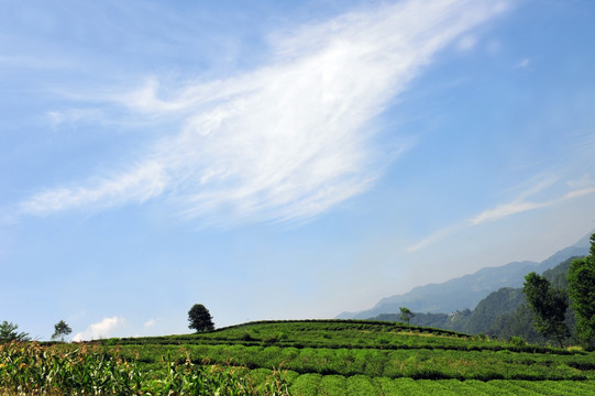 美丽茶园茶叶风景