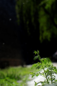 夏季手机壁纸春季绿色植物微距