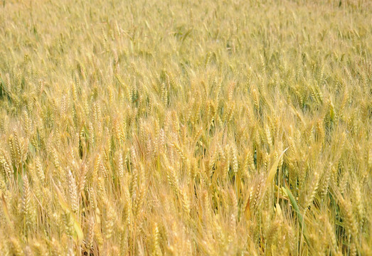 大田里渐黄的小麦