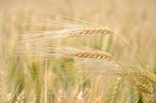 农田里快要成熟的小麦