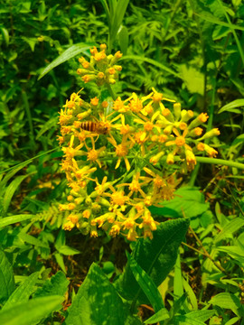 黄花 蜜蜂