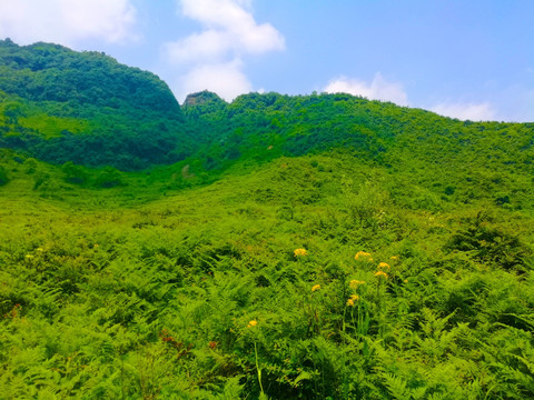 绿野 青山