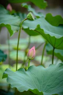 荷花蕾