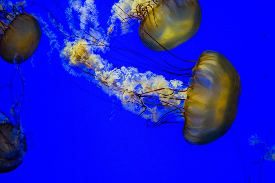 海荨麻 梦幻水母 高清大图