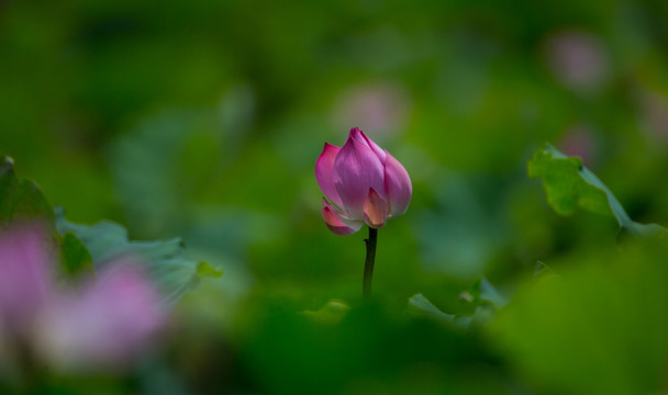 荷花 花卉